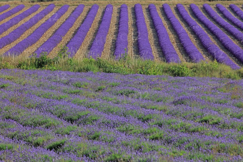 Alpes-de-Haute-Provence, champ de lavande