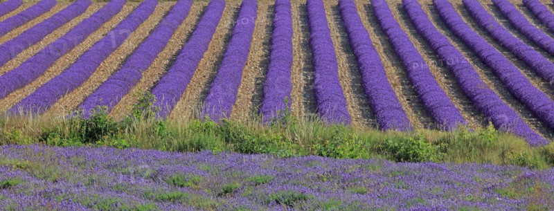 Alpes-de-Haute-Provence, champ de lavande
