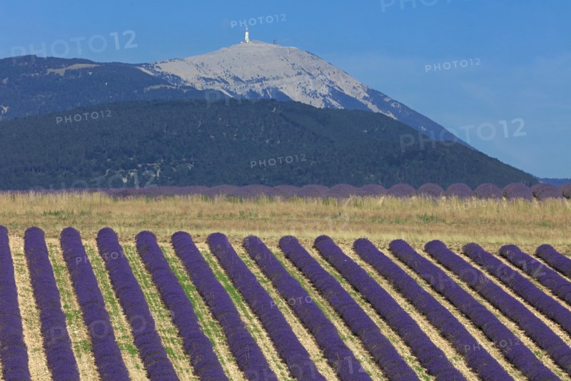 Drôme, champ de lavande