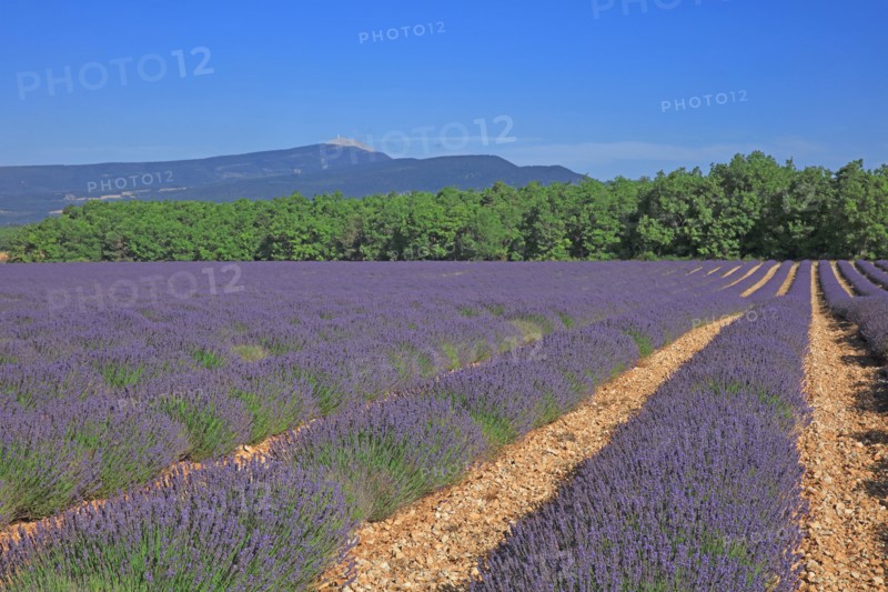 Drôme, champ de lavande
