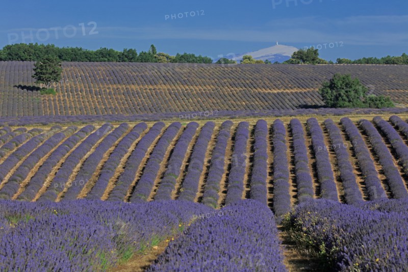 Drôme, champ de lavande