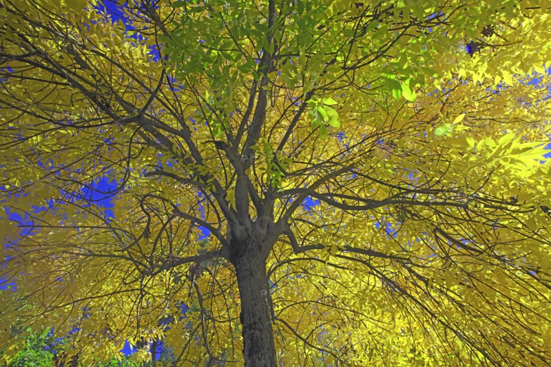 Ash tree in autumn