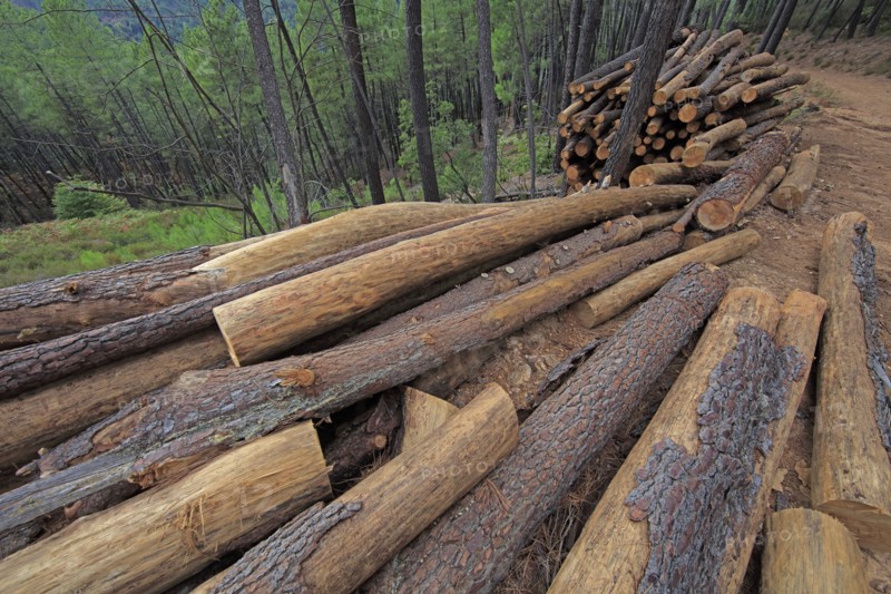 Pins coupé dans une forêt du Gard