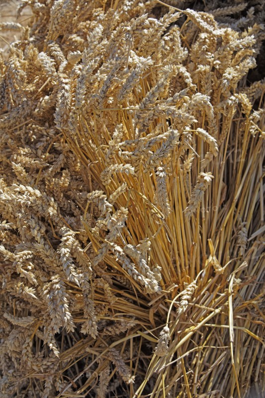 Gerbe de blé mûr