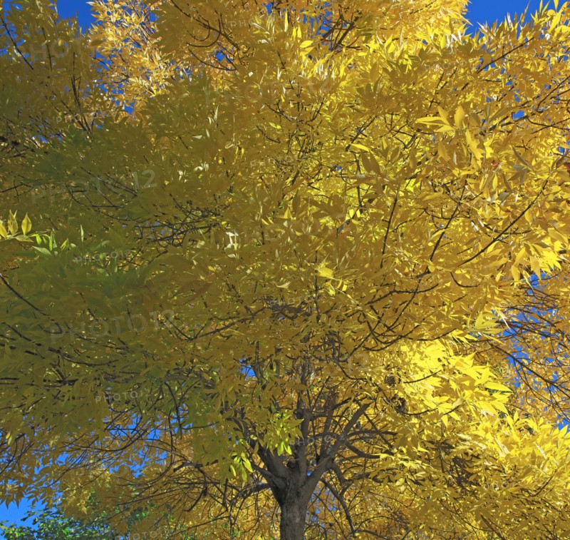 Ash tree in autumn