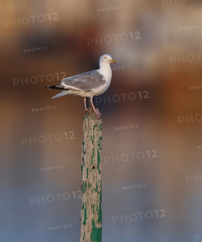 Black-legged Kittiwake on a post, Manche