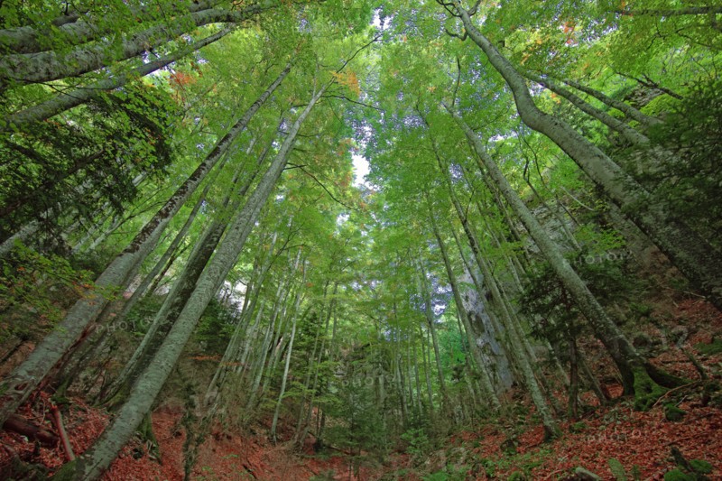 Saou, Drôme