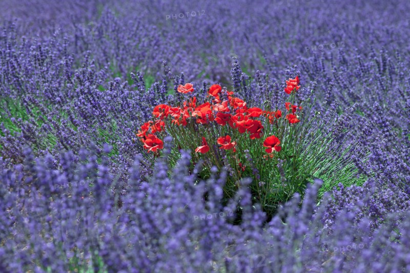 Poppies in the middle of a lavender field
