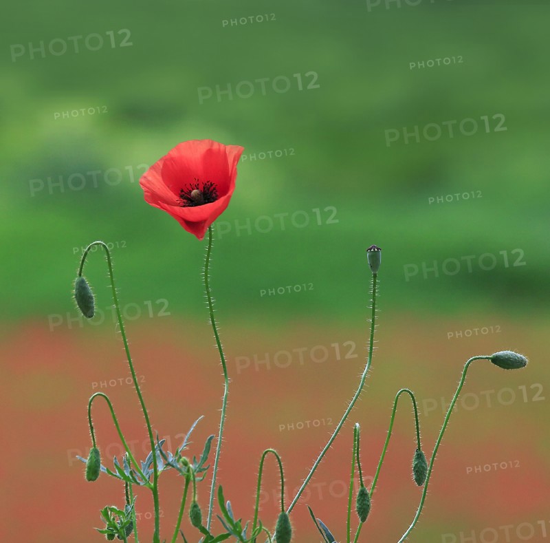 Fleur de coquelicot
