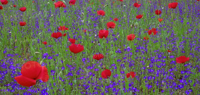 Poppies and forget-me-nots