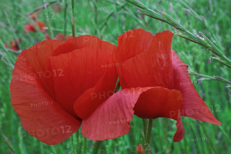 Poppy flower