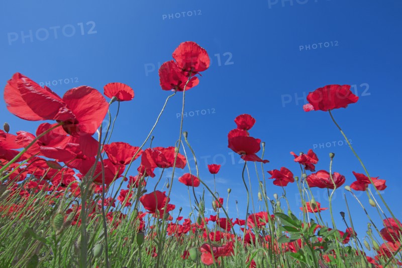 Field of poppies