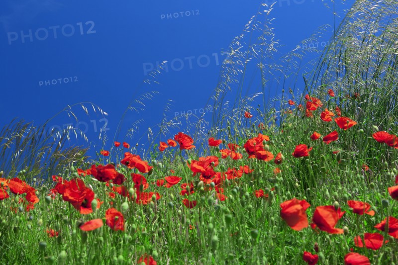 Field of poppies