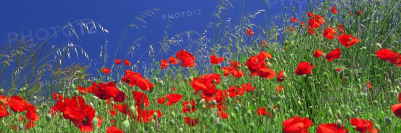 Field of poppies
