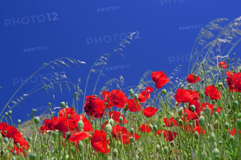 Field of poppies
