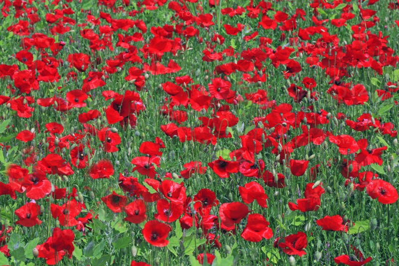 Field of poppies