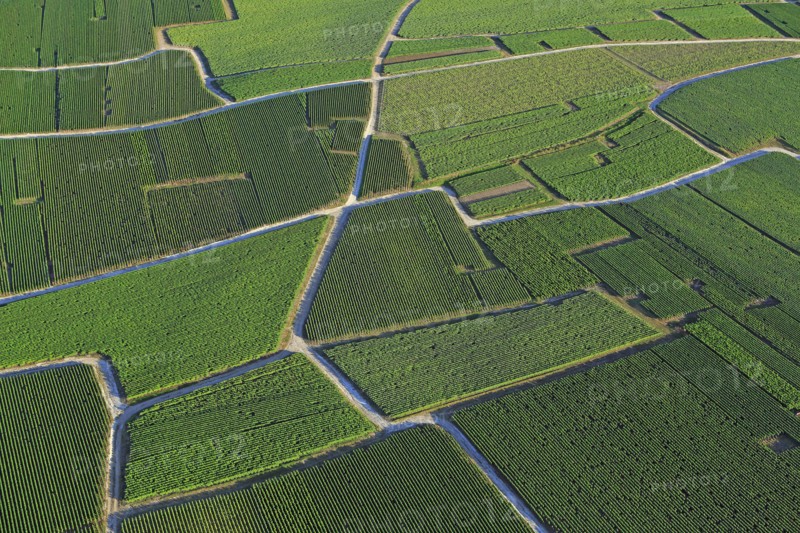 Vignoble de Champagne, paysage aérien des parcelles viticoles