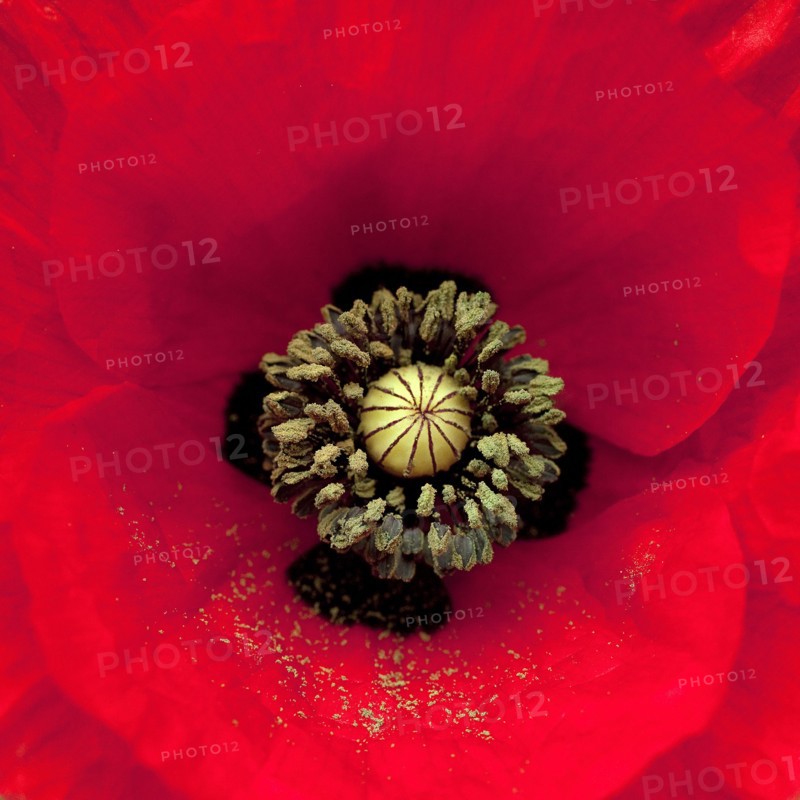 Gros plan d'une fleur de coquelicot
