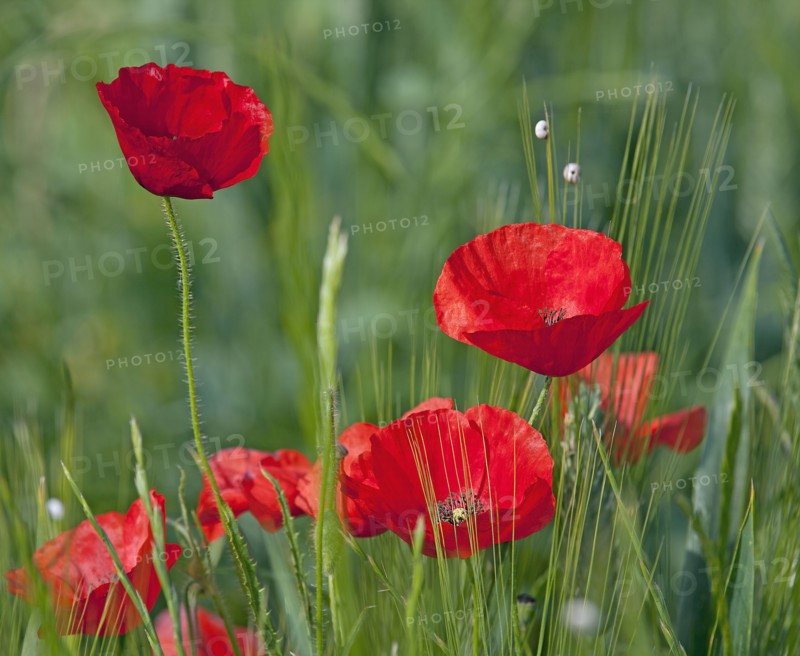 Coquelicots