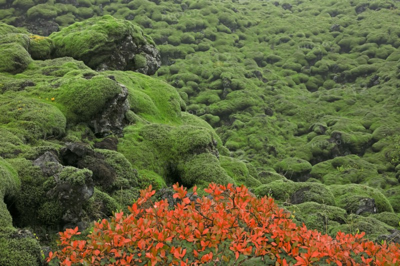 Iceland, Laki solidified lava flow