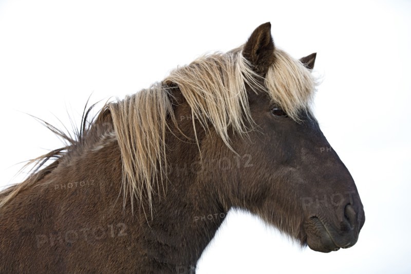 Iceland, Icelandic horse