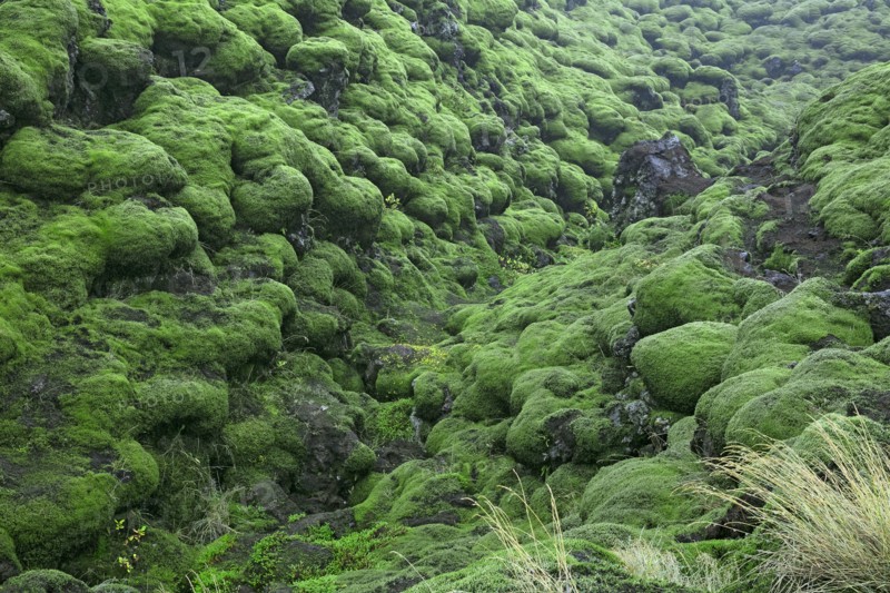 Iceland, Laki solidified lava flow