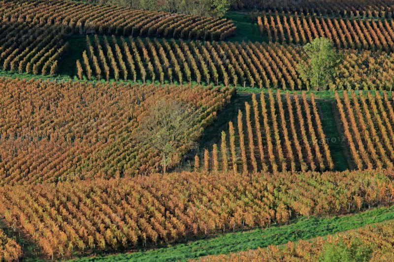 Vignoble du Beaujolais en automne
