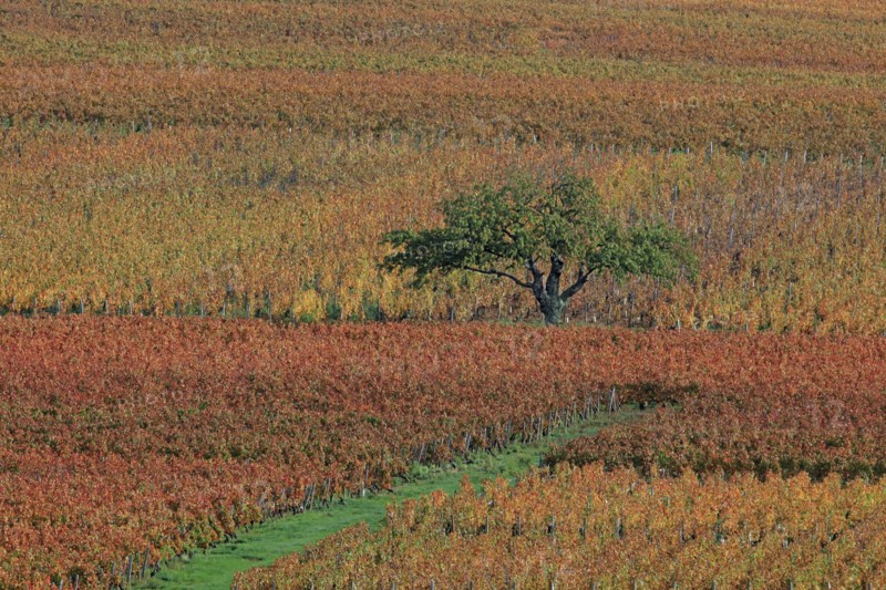 Beaujolais vineyards in autumn