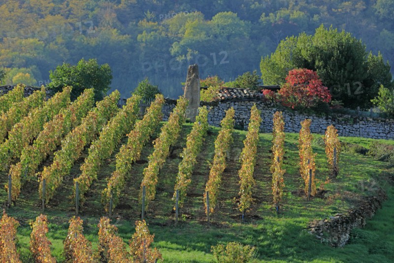 Vignoble du Beaujolais en automne