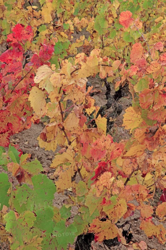 Vignoble du Beaujolais en automne