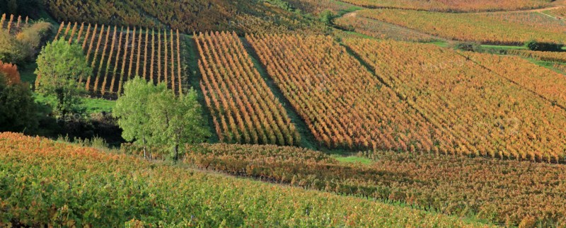 Beaujolais vineyards in autumn