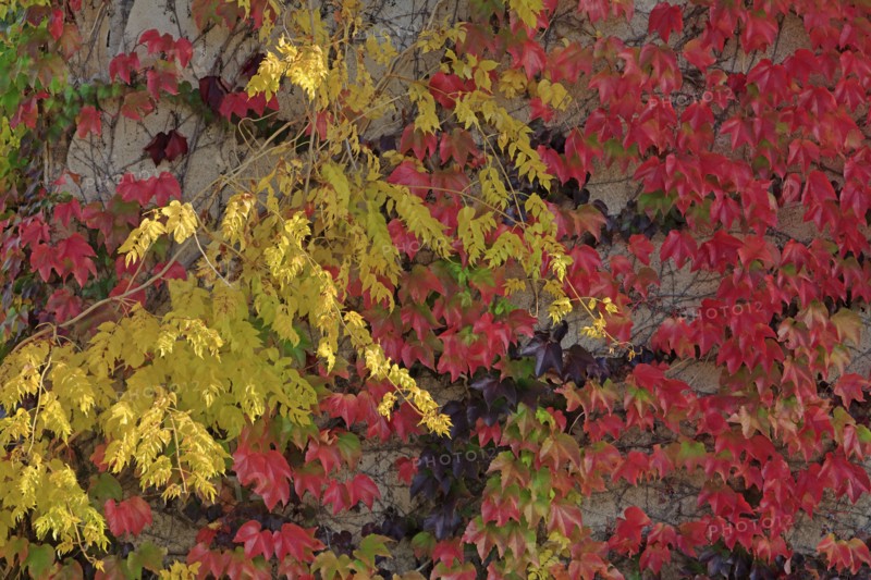 Autumn foliage, leaves