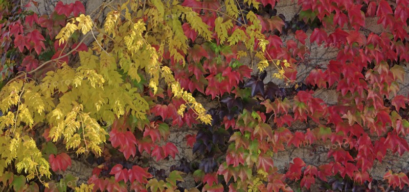 Feuillages d'automne