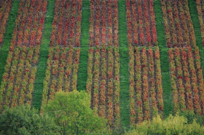 Vignoble du Beaujolais en automne