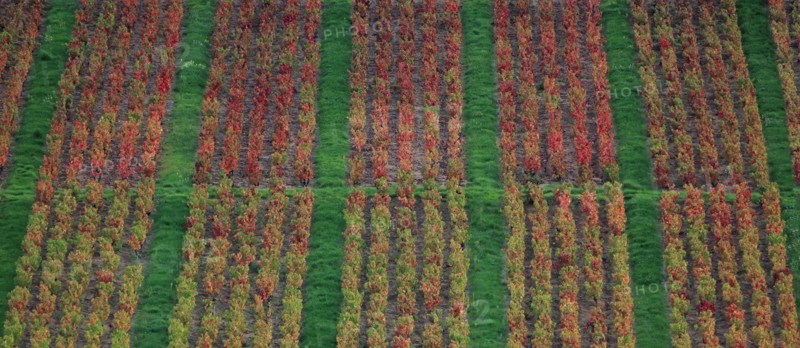 Beaujolais vineyards in autumn