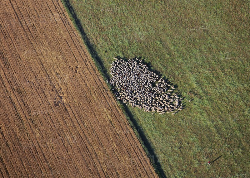 Troupeau de moutons, Lozère