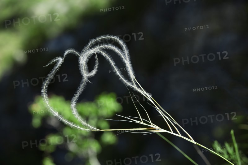 Stipa pennata