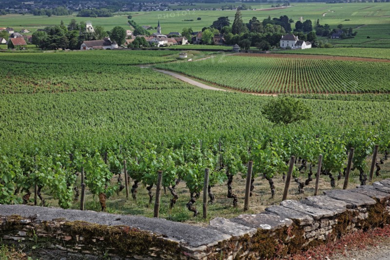 Aloxe-Corton, Côte d'Or
