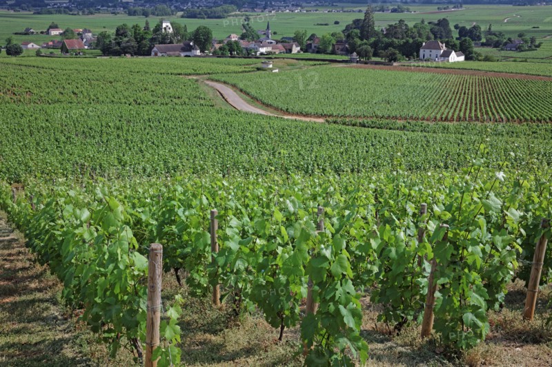 Aloxe-Corton, Côte d'Or