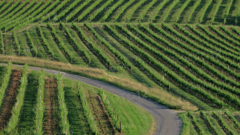 Paysage des vignes en Côtes-d'Or