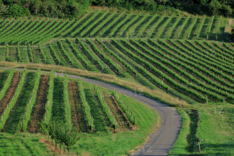Paysage des vignes en Côtes-d'Or