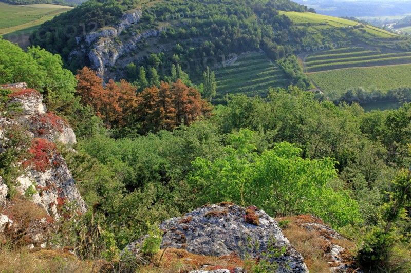Paysage de Bourgogne, Côte d'Or