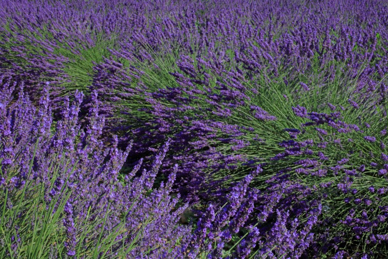 Champ de lavande