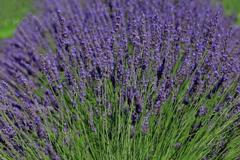 Lavender field