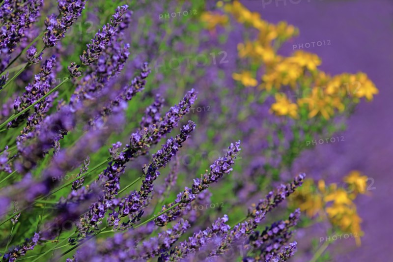 Lavender field and St. John wort