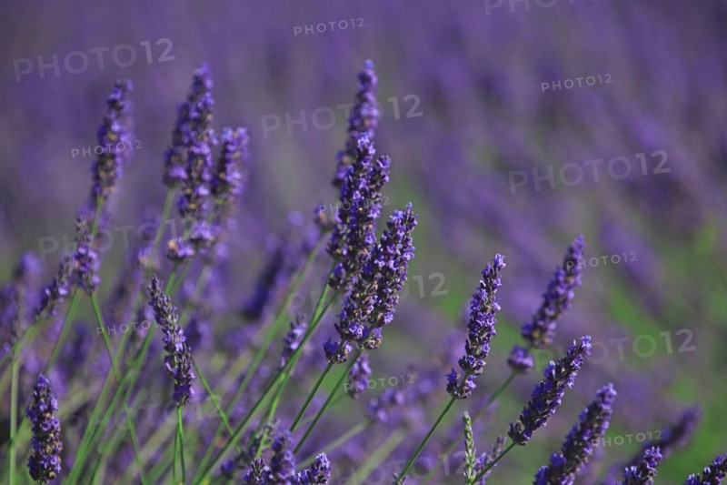 Lavender field