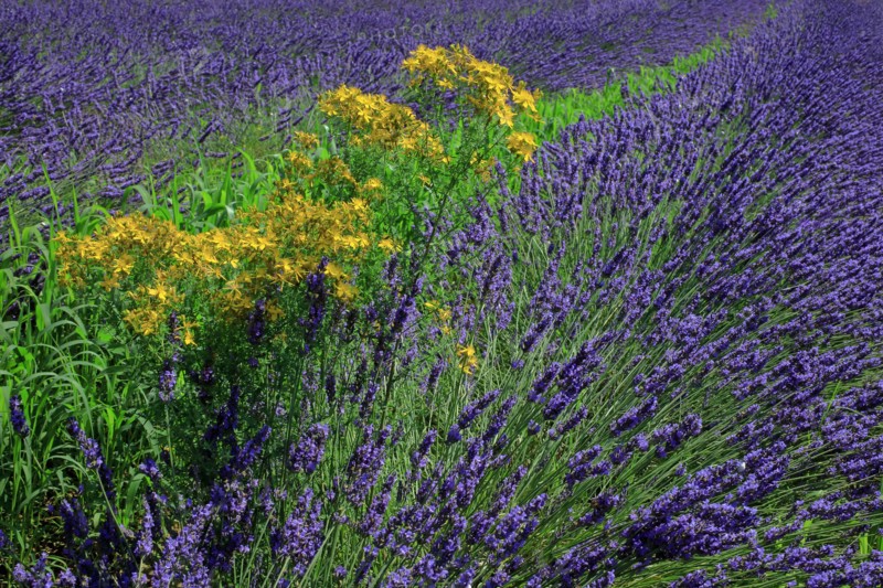 Champ de lavande et millepertuis perforé