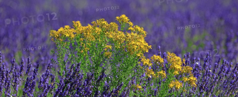 Lavender field and St. John wort