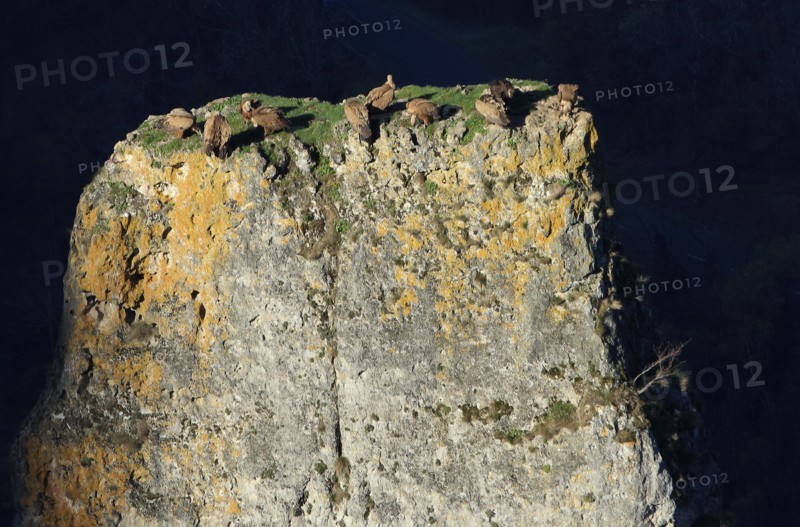 Vultures on a rocky outcrop, Aveyron