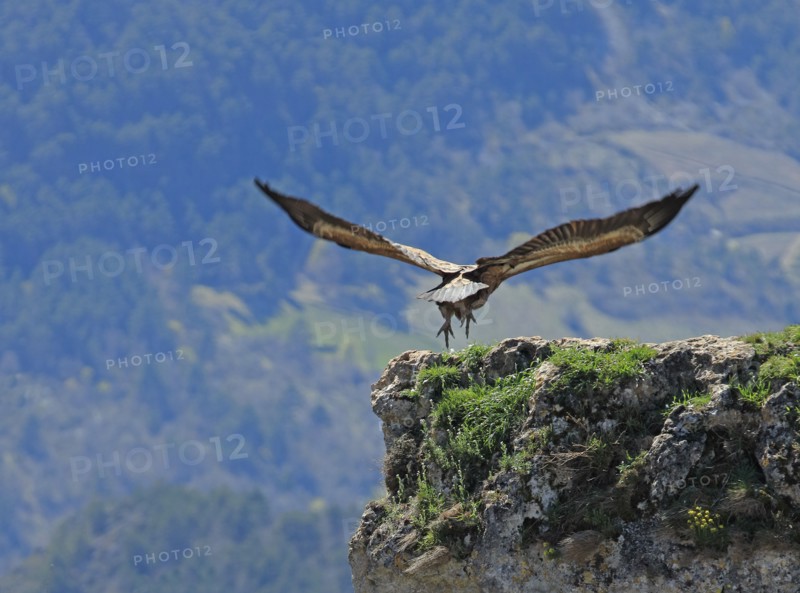 Vautours sur un piton rocheux, Aveyron